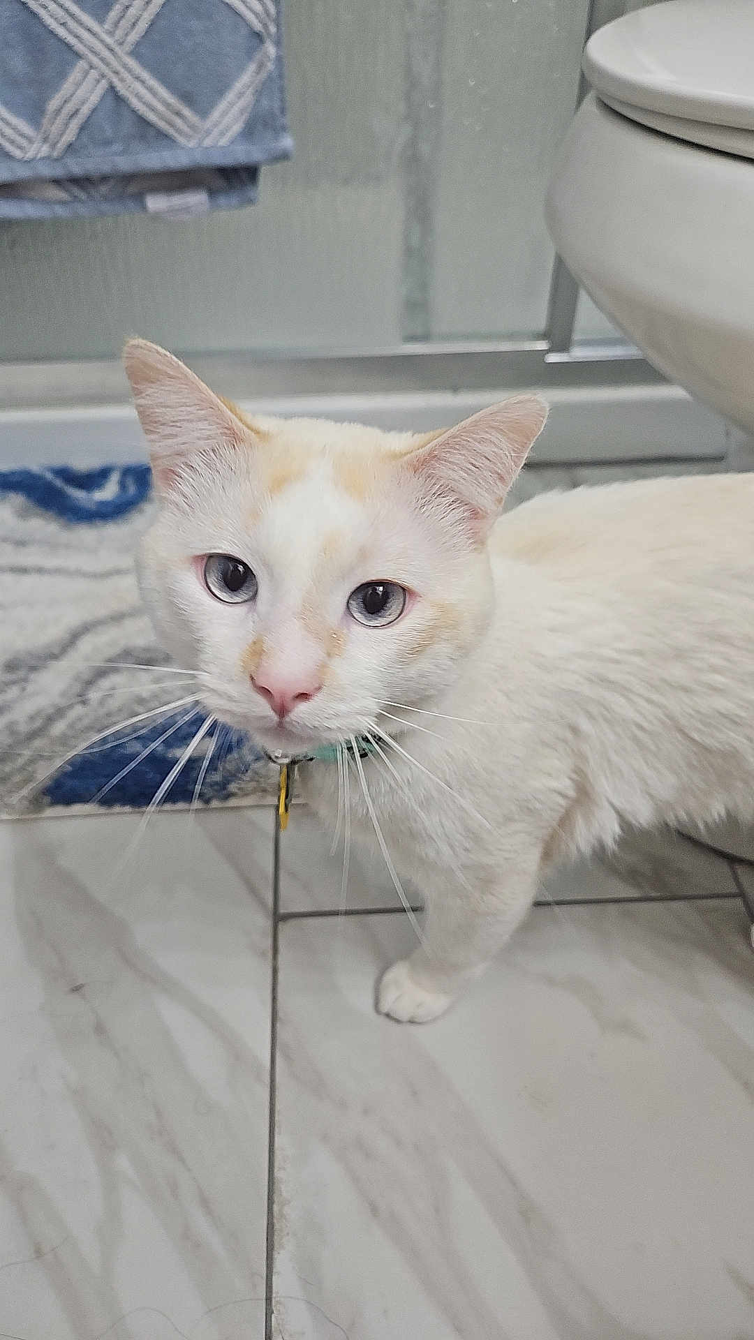Finley is registered to the contest to win money with this photo: cat, cream_colored, blue_eyes, floor, tile, bathroom, toilet, towel, pet, indoor, curious, whiskers, collar, close_up, animal, feline, domestic, portrait, looking, household