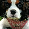 Balia participe au concours pour gagner de l'argent avec cette photo : dog, puppy, cavalier_king_charles_spaniel, pet, animal, grass, outdoor, closeup, cute, fur, black, white, brown, harness, young, portrait, face, whiskers, ears, nose