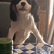 Balia a rejoint le concours — aidez-le/la à gagner de superbes lots ! dog, table, plate, glass, bottle, kitchen, cup, furniture, wood, pet, indoor, food, drink, window, curtain, sitting, looking, waiting, domestic, animal