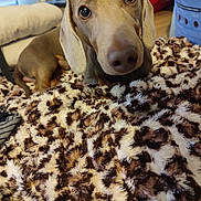Diego a rejoint le concours — aidez-le/la à gagner de superbes lots ! animal, background, blanket, brown, close_up, cozy, curious, dachshund, dog, ears, eyes, floor, fur, furniture, household, indoor, leopard_print, nose, pet, wood_floor