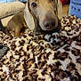 animal, background, blanket, brown, close_up, cozy, curious, dachshund, dog, ears, eyes, floor, fur, furniture, household, indoor, leopard_print, nose, pet, wood_floor