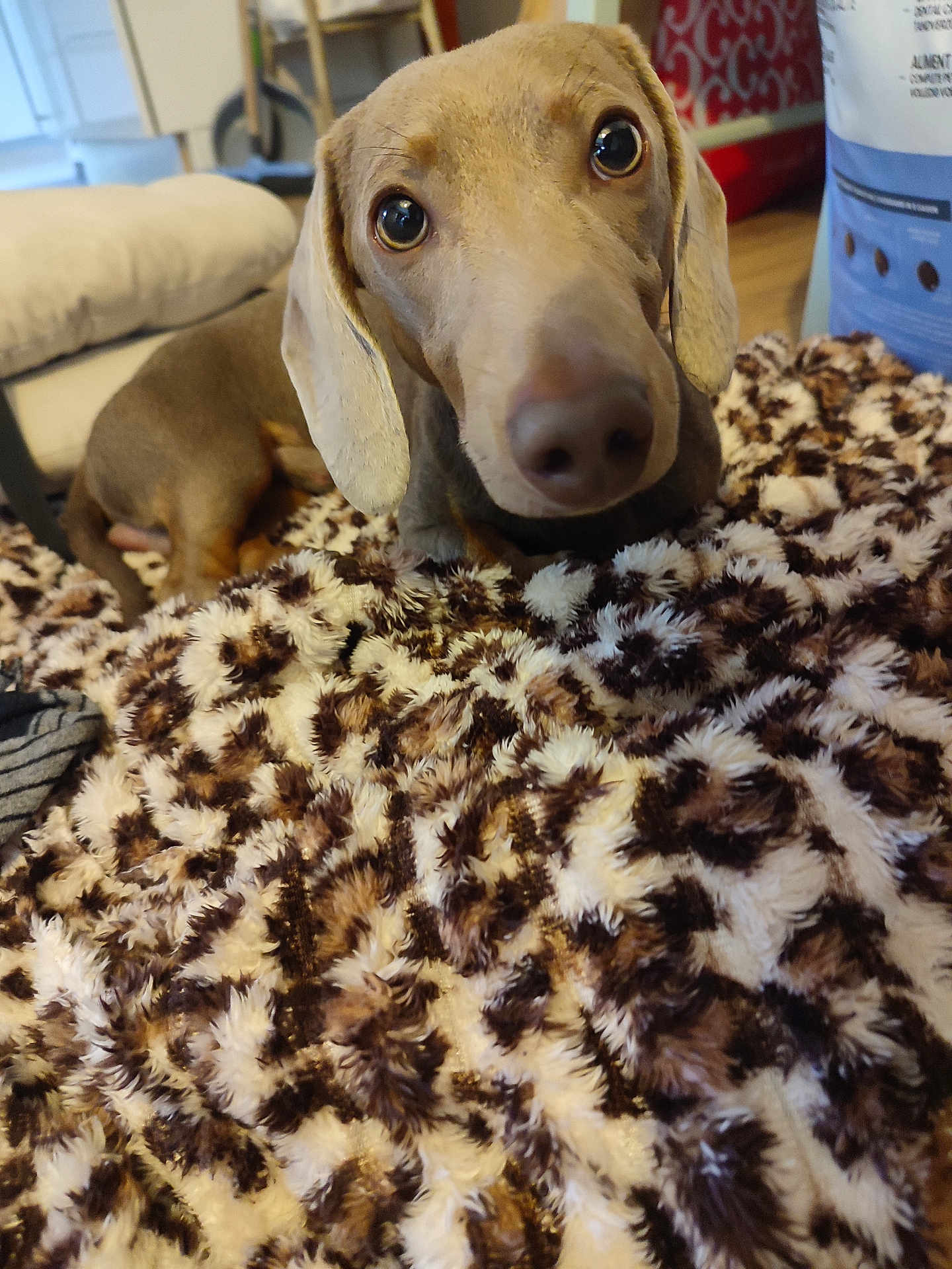 Diego