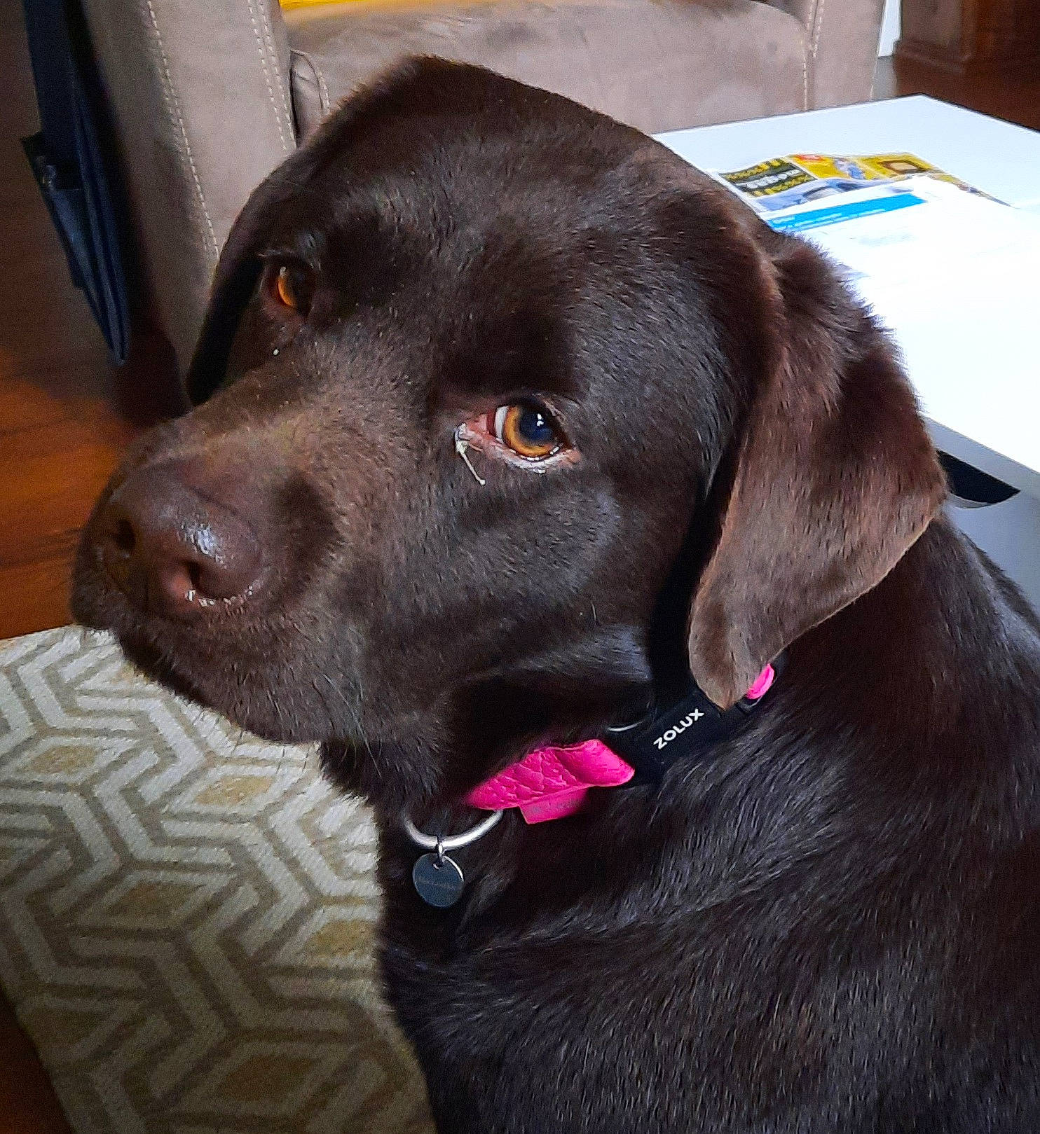 Piña participe au concours pour gagner de l'argent avec cette photo : borador, canidae, carnivore, collar, companion_dog, dog, dog_breed, dog_collar, fawn, fur, gun_dog, hunting_dog, leash, liver, pointing_breed, retriever, snout, sporting_group, whiskers, working_animal