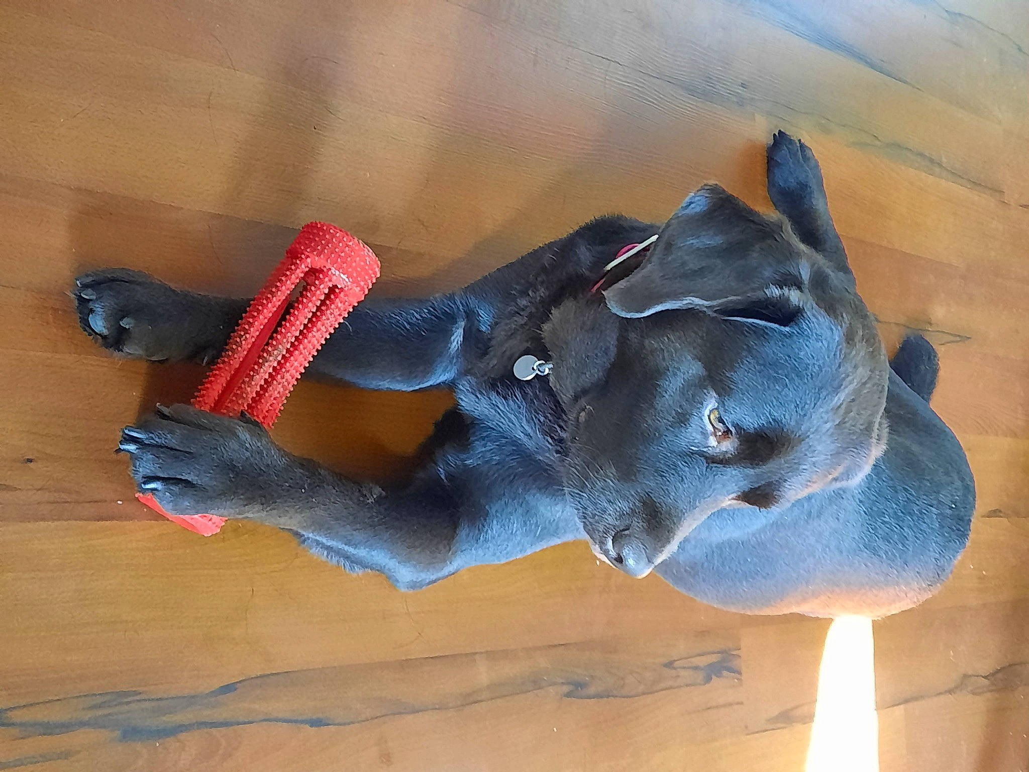 Piña a rejoint le concours — aidez-le/la à gagner de superbes lots ! art, carmine, electric_blue, fawn, gesture, human_leg, personal_protective_equipment, sculpture, snout, statue, visual_arts, window, wood, working_animal, wrist