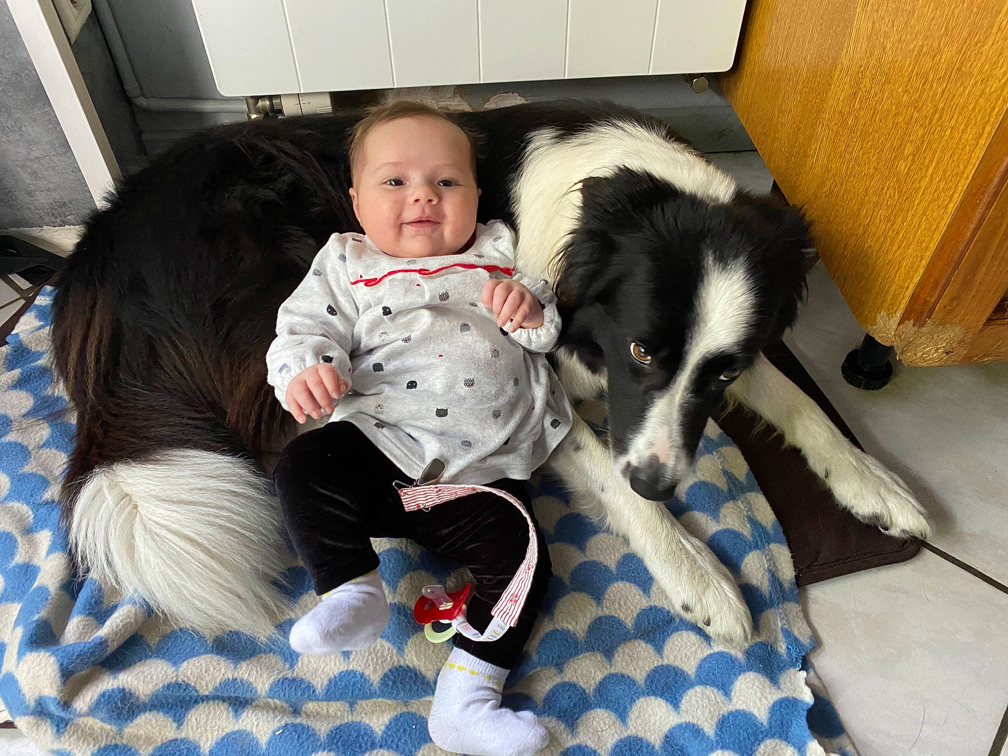 Kataleya a rejoint le concours — aidez-le/la à gagner de superbes lots ! border_collie, canidae, carnivore, child, companion_dog, dog, dog_breed, mammal, person, play, sporting_group, stabyhoun, vertebrate