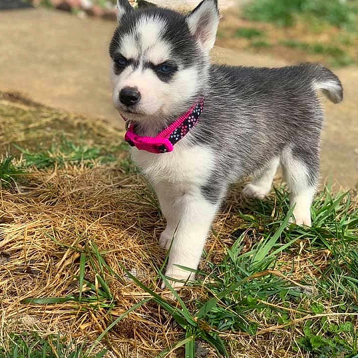 Kali is registered to the contest to win money with this photo: alaskan_klee_kai, alaskan_malamute, canidae, carnivore, dog, dog_breed, eye, grass, mammal, miniature_siberian_husky, native_american_indian_dog, northern_inuit_dog, puppy, sakhalin_husky, seppala_siberian_sleddog, siberian_husky, sled_dog, tamaskan_dog, vertebrate, wolfdog