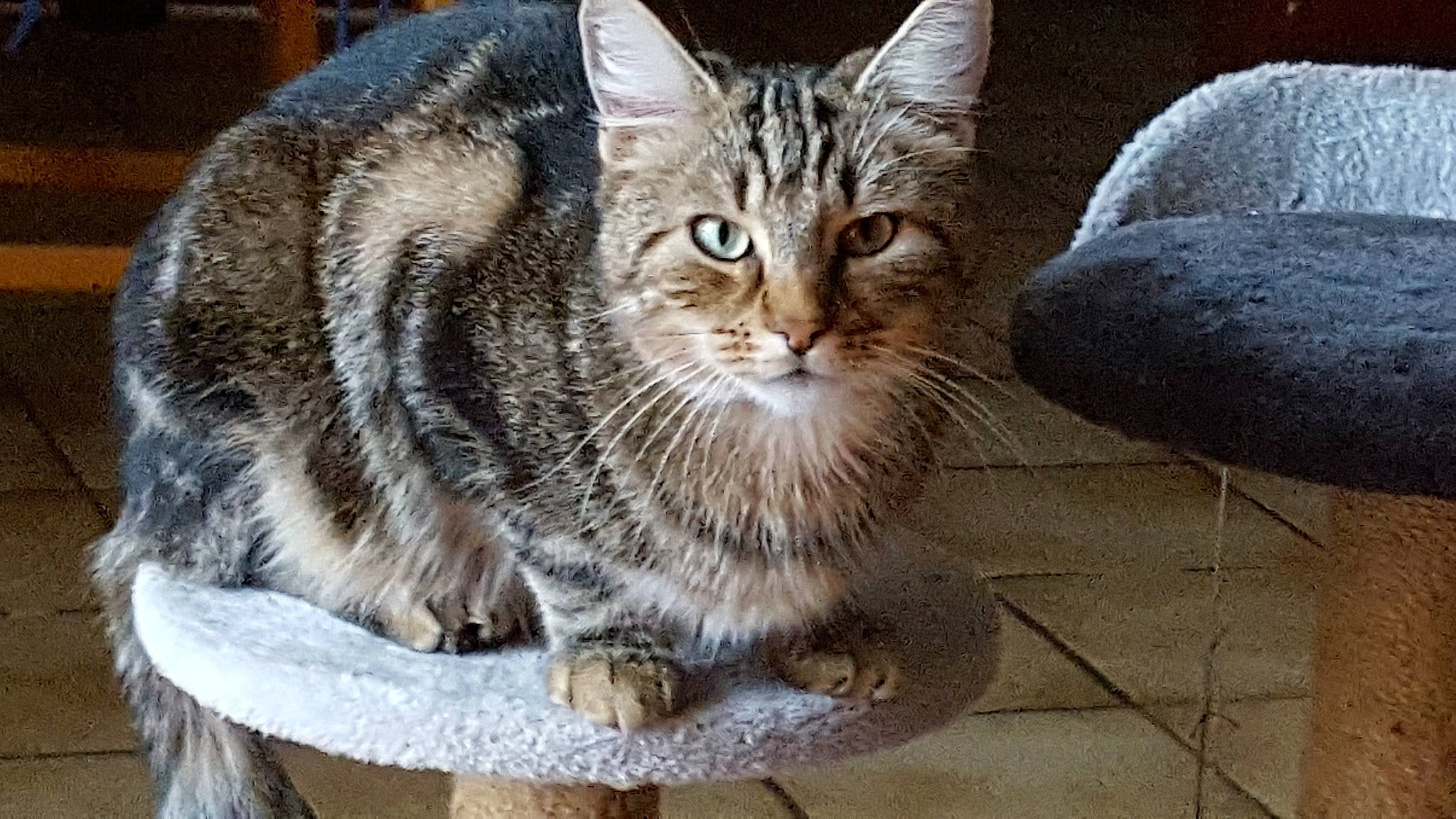 Simba participe au concours pour gagner de l'argent avec cette photo : carnivore, cat, claw, domestic_short_haired_cat, felidae, fur, paw, sitting, small_to_medium_sized_cats, snout, terrestrial_animal, tree, whiskers