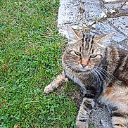 Simba a rejoint le concours — aidez-le/la à gagner de superbes lots ! abyssinian, animal, architecture, cat, flagstone, grass, herbal, herbs, kitten, lawn, manx, nature, outdoors, path, pet, plant, rock, slate, walkway, yard