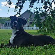 Dozer is registered to the contest to win money with this photo: animal, black_and_white, canine, clouds, curious, daylight, dog, fence, grass, greenery, house, lawn, nature, outdoor, pet, portrait, relaxed, sky, suburban, tree_branch