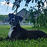 animal, black_and_white, canine, clouds, curious, daylight, dog, fence, grass, greenery, house, lawn, nature, outdoor, pet, portrait, relaxed, sky, suburban, tree_branch