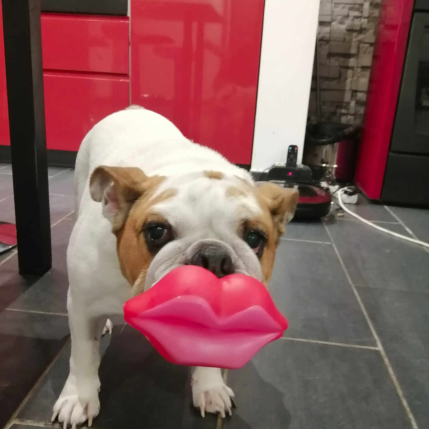 Naya participe au concours pour gagner de l'argent avec cette photo : animal, bodypart, bostonbull, boxer, bulldog, canine, cream, dog, frenchbulldog, hound, indoors, interiordesign, leash, mouth, person, pet, pitbull, puppy, terrier, whitedog