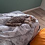 cat, tabby_cat, blanket, couch, remote_control, laptop, wooden_floor, green_wall, indoor, relaxed, feline, pet, cozy, home, soft_texture, orange_blanket, electronics, resting, living_room, comfort