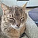 Gris-Bouille