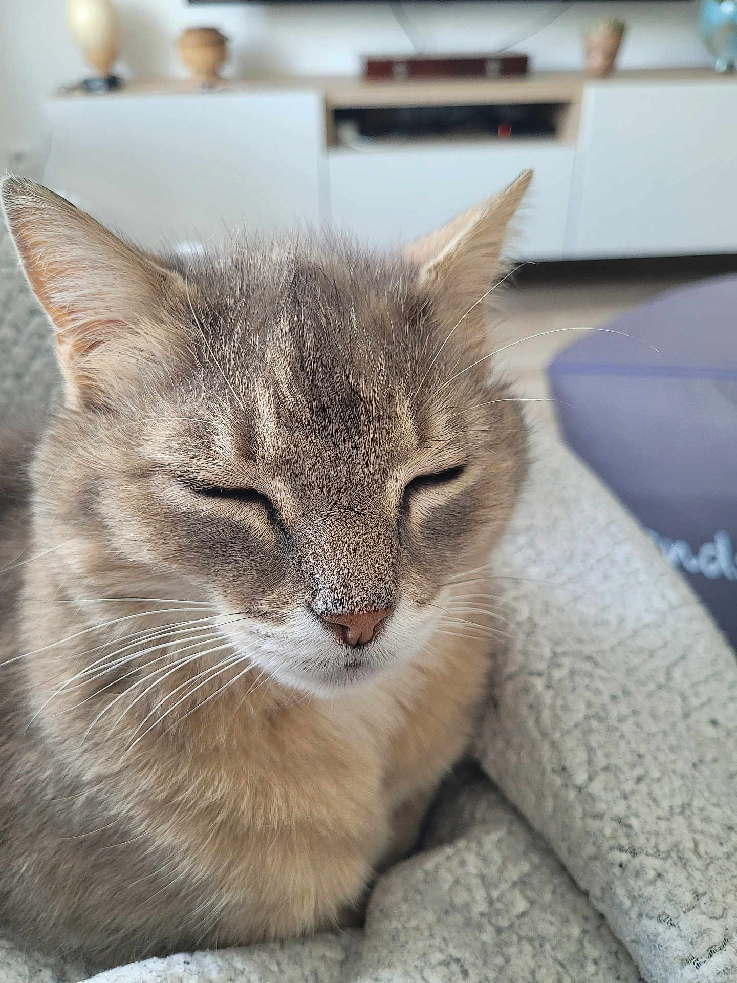 Gris-Bouille
