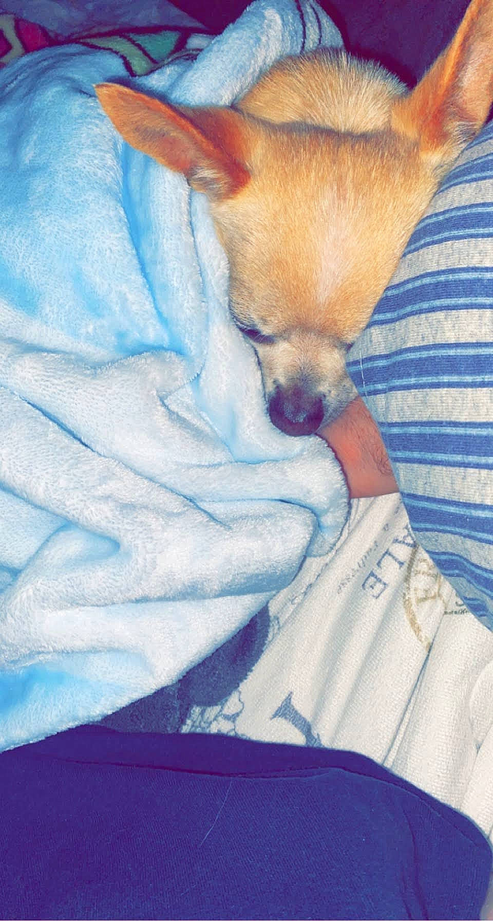 Tiny joined the competition — help win amazing prizes! bedding, blanket, canidae, carnivore, comfort, companion_dog, dog_breed, duvet, electric_blue, fawn, felidae, fur, human_leg, linens, paw, small_to_medium_sized_cats, snout, tail, toy_dog, whiskers