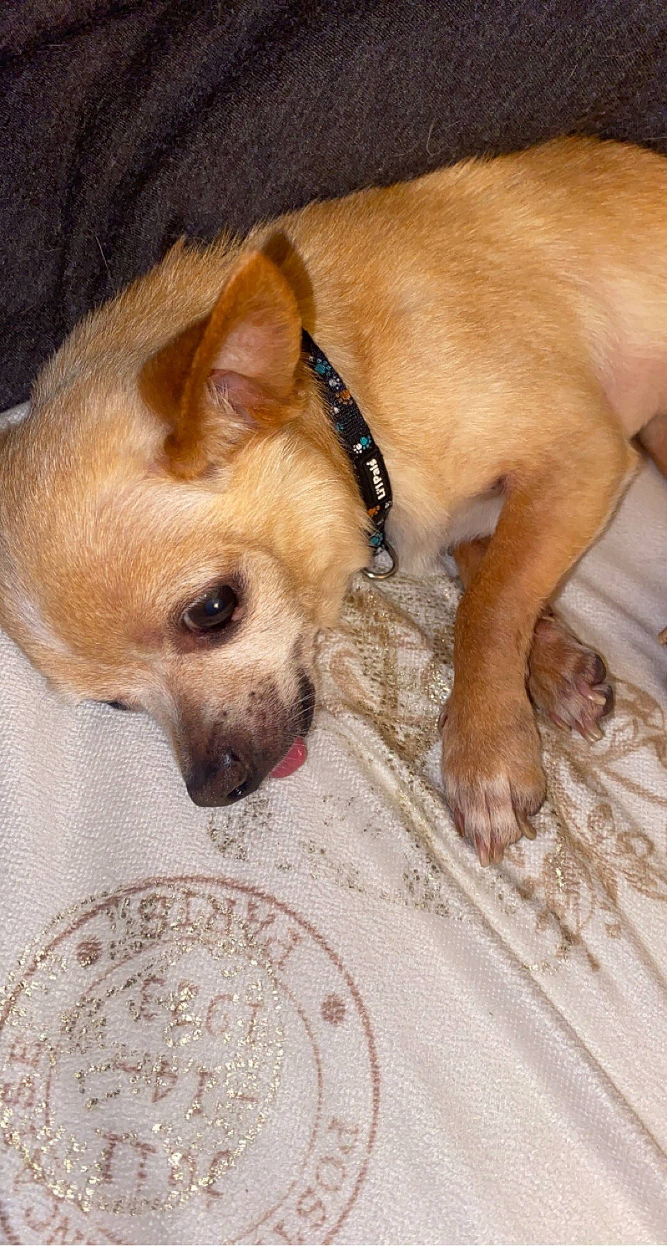 Tiny joined the competition — help win amazing prizes! canidae, carnivore, collar, comfort, companion_dog, dog, dog_breed, dog_supply, fawn, fur, liver, paw, pet_supply, puppy, sporting_group, tableware, terrestrial_animal, toy_dog, whiskers, working_animal