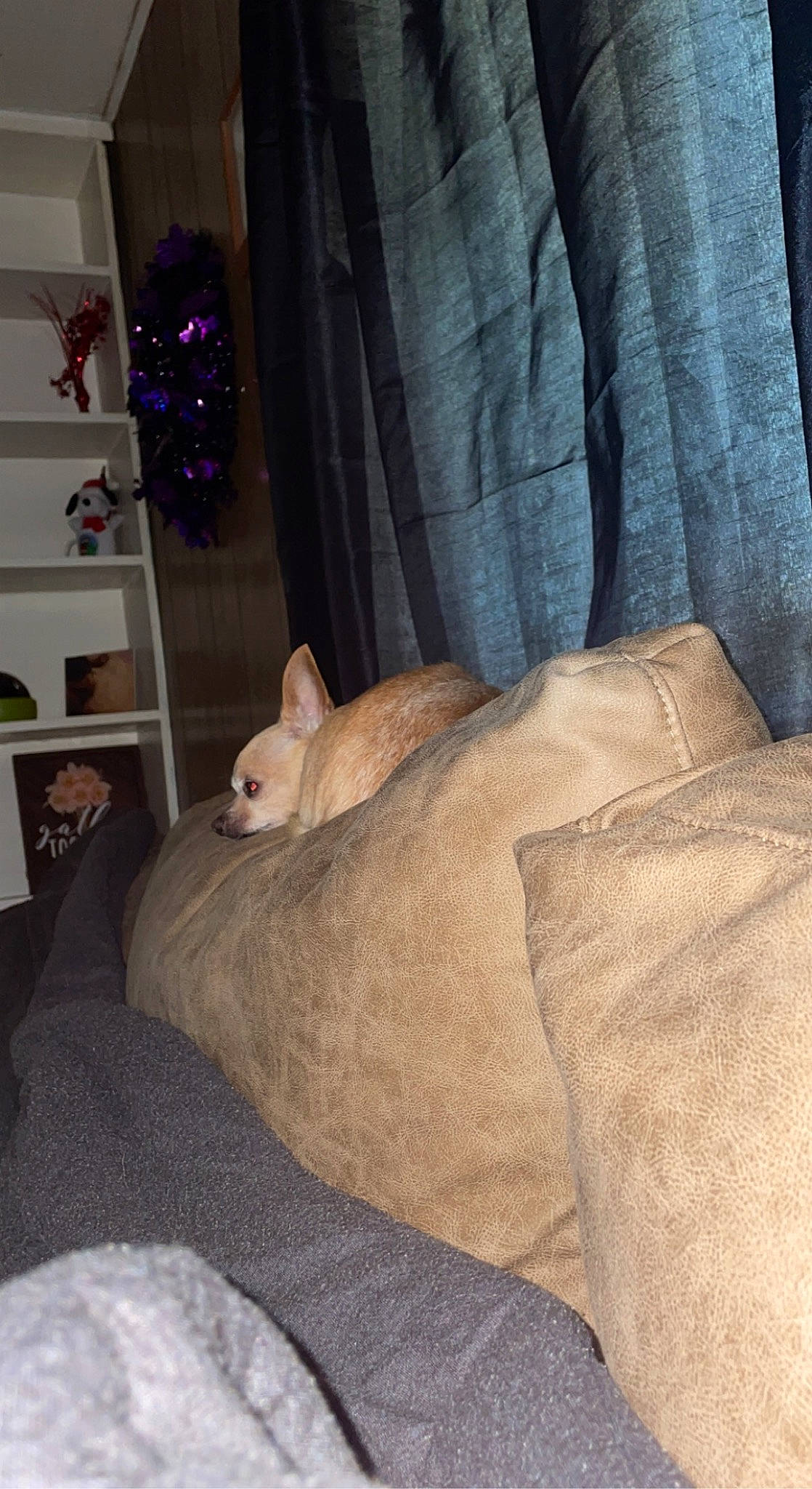 Tiny is registered to the contest to win money with this photo: bedding, carnivore, cat, comfort, couch, curtain, fawn, felidae, fur, grey, hardwood, human_leg, linens, room, shelf, small_to_medium_sized_cats, tail, textile, whiskers, wood