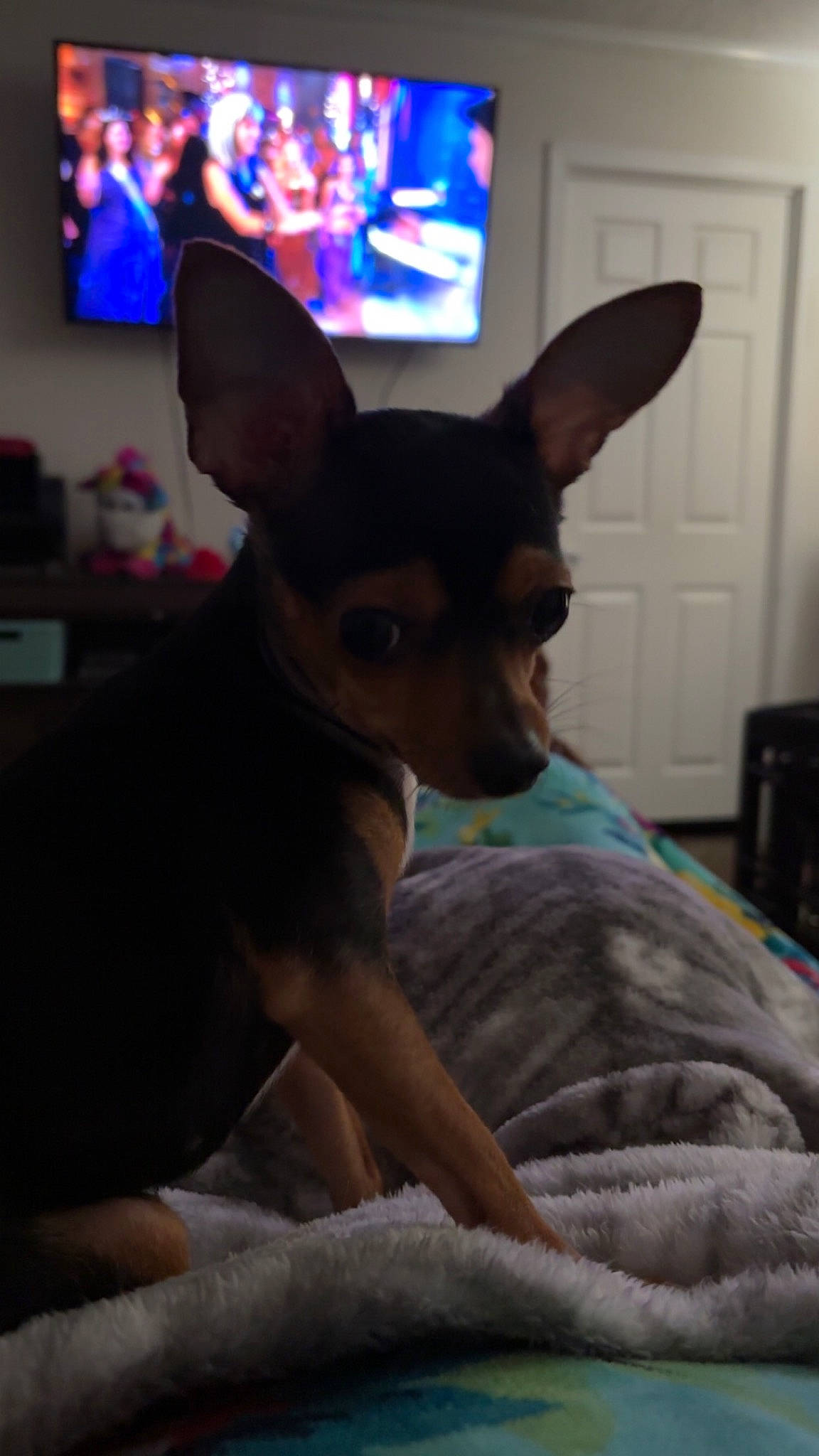 Lucy joined the competition — help win amazing prizes! canidae, carnivore, chihuahua, comfort, companion_dog, dog, dog_breed, dog_supply, door, ear, event, fawn, picture_frame, prazsky_krysarik, russkiy_toy, snout, sporting_group, toy_dog, whiskers, working_animal