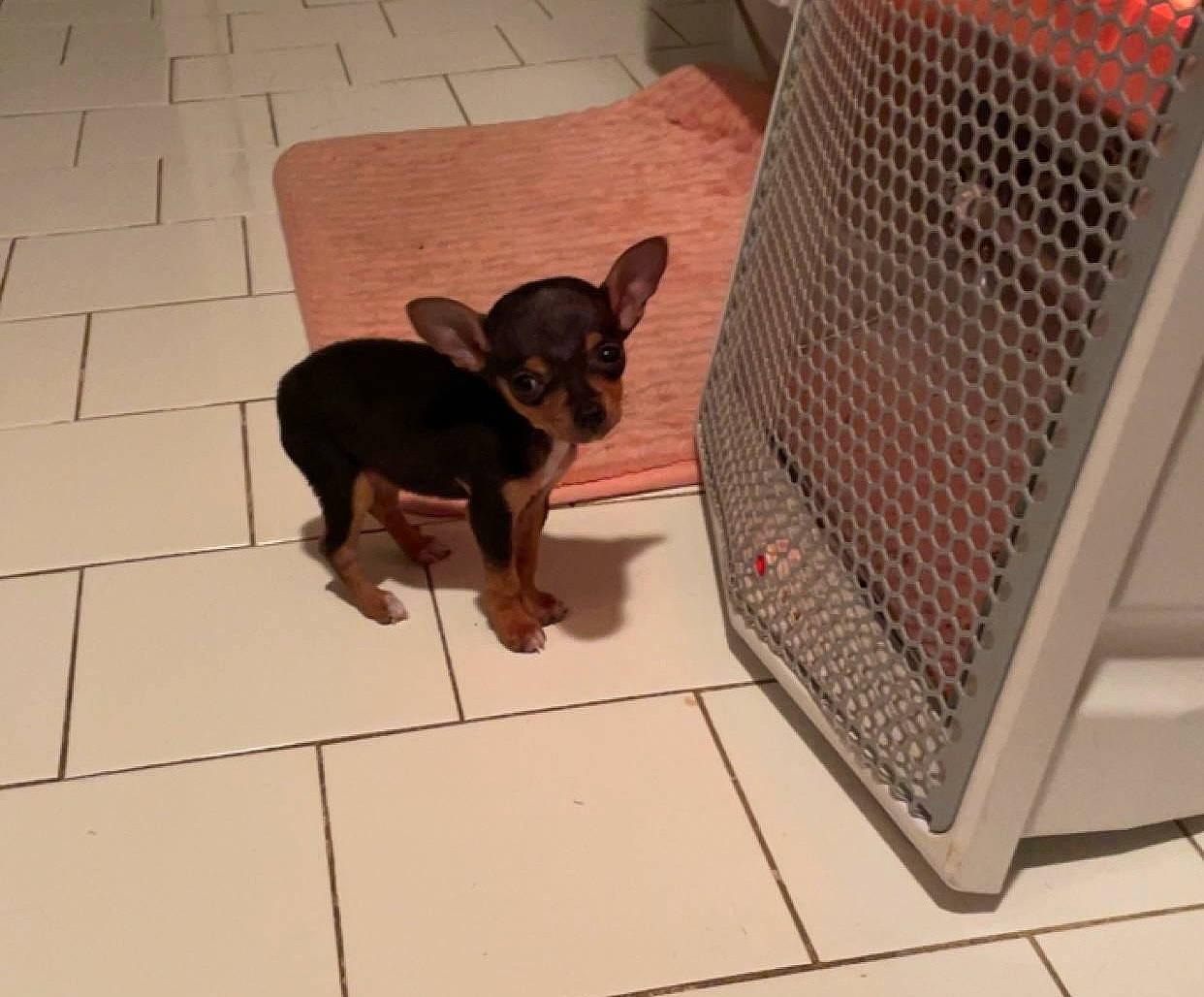 Lucy is registered to the contest to win money with this photo: animal_shelter, carnivore, chihuahua, companion_dog, dog, dog_breed, dog_supply, fawn, floor, flooring, mesh, pattern, paw, pet_supply, prazsky_krysarik, snout, sporting_group, tail, toy_dog, working_animal