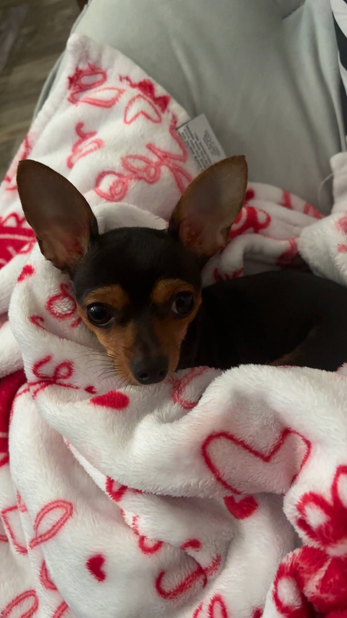 Lucy is registered to the contest to win money with this photo: carmine, carnivore, chihuahua, comfort, companion_dog, dog, dog_breed, dog_supply, ear, event, fawn, fur, linens, pattern, russkiy_toy, snout, toy_dog, whiskers, white, working_animal