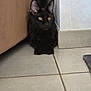 alert, animal, black_cat, cat, corner, couch, cozy, domestic_cat, ears, feline, floor, floor_tile, home, indoor, looking, pet, quiet, resting, tile_floor, wall