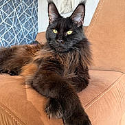 Apollon participe au concours pour gagner de l'argent avec cette photo : cat, fluffy, black_cat, brown_fur, paws_crossed, chair, tan_chair, indoor, relaxed, feline, pet, animal, portrait, buddha_artwork, geometric_pattern, curtain, cozy, fur, whiskers, yellow_eyes