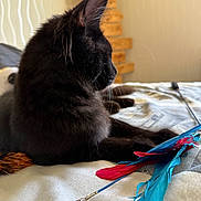 Apollon a rejoint le concours — aidez-le/la à gagner de superbes lots ! cat, black_cat, pet, indoor, bed, feather_toy, toy, feline, animal, fur, whiskers, relaxed, closeup, domestic_animal, sleepy, cute, cozy, resting, household, mammal