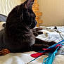 animal, bed, black_cat, cat, closeup, cozy, cute, domestic_animal, feather_toy, feline, fur, household, indoor, mammal, pet, relaxed, resting, sleepy, toy, whiskers