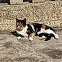 Young-Mi a rejoint le concours — aidez-le/la à gagner de superbes lots ! cat, calico_cat, animal, pet, sunlight, outdoor, concrete, stone_wall, relaxed, lying_down, feline, fur, whiskers, paw, tail, daylight, nature, shade, texture, quiet