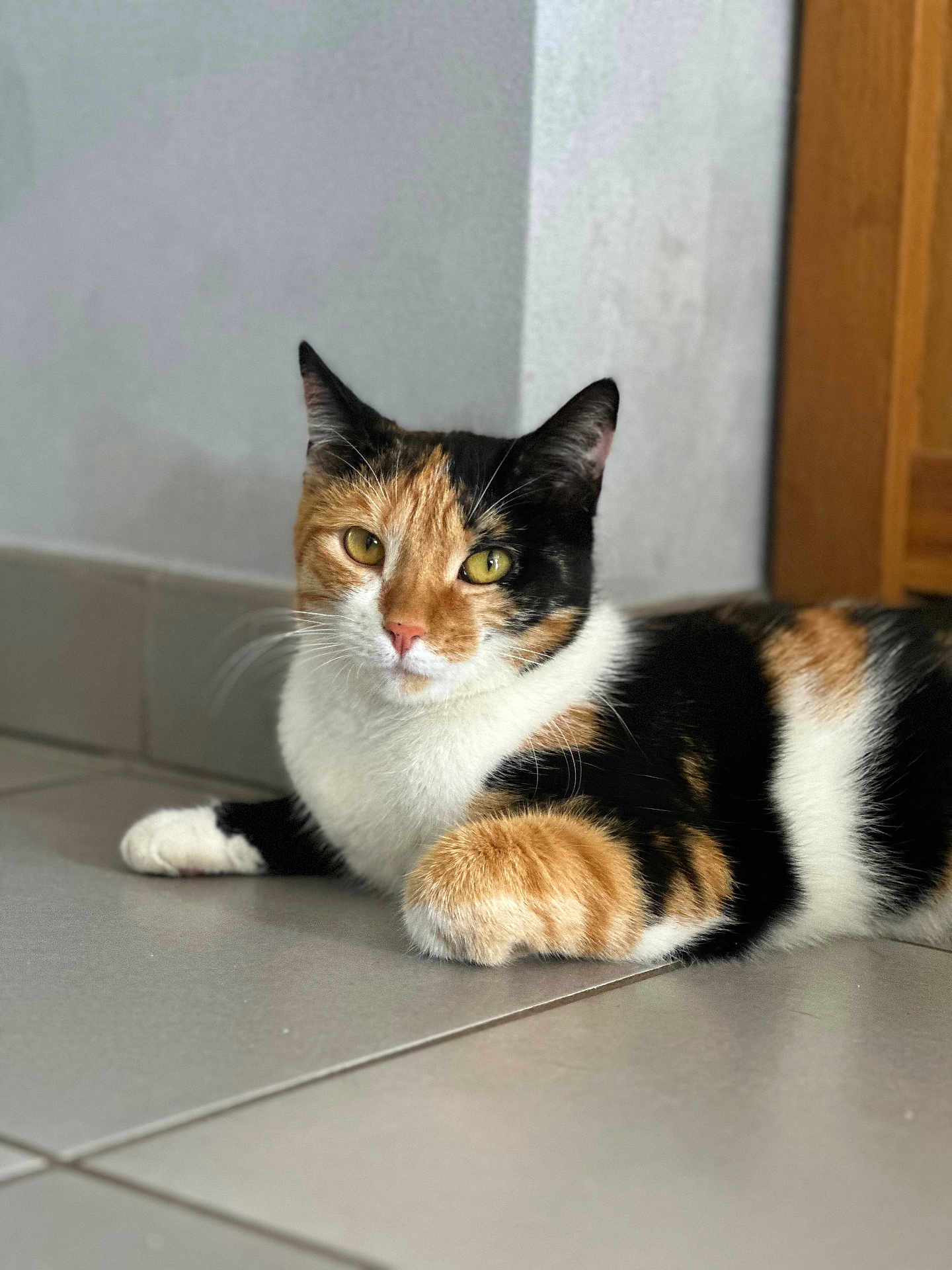 Young-Mi a rejoint le concours — aidez-le/la à gagner de superbes lots ! cat, calico, feline, animal, pet, laying_down, floor, tile_floor, indoor, whiskers, ears, eyes, fur, orange, black, white, domestic_cat, resting, cute, portrait