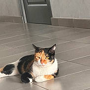 Young-Mi a rejoint le concours — aidez-le/la à gagner de superbes lots ! cat, calico, indoor, floor, tile, door, relaxed, pet, animal, fur, whiskers, orange, black, white, domestic, mammal, resting, quiet, sunlight, home
