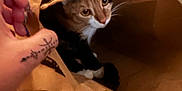 Young-Mi a rejoint le concours — aidez-le/la à gagner de superbes lots ! cat, paper_bag, hand, curious, indoor, brown, ears, whiskers, paws, pet, animal, feline, closeup, cozy, curiosity, light, shadow, soft, holding, tattoo