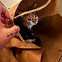 cat, paper_bag, hand, curious, indoor, brown, ears, whiskers, paws, pet, animal, feline, closeup, cozy, curiosity, light, shadow, soft, holding, tattoo