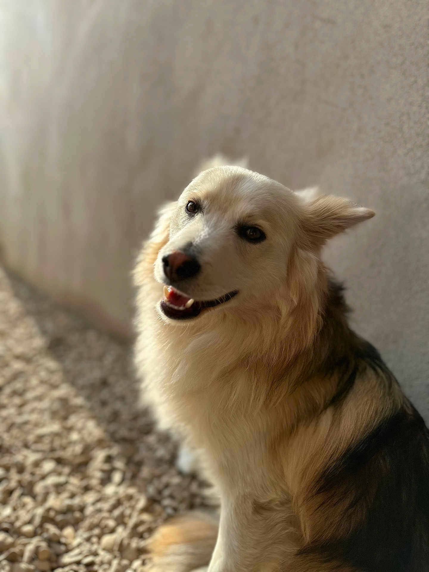 Irko a rejoint le concours — aidez-le/la à gagner de superbes lots ! animal, canine, closeup, companion, cute, dog, domestic, fluffy, friendly, fur, happy, nature, outdoor, pet, portrait, rocks, sitting, smiling, sunlight, wall