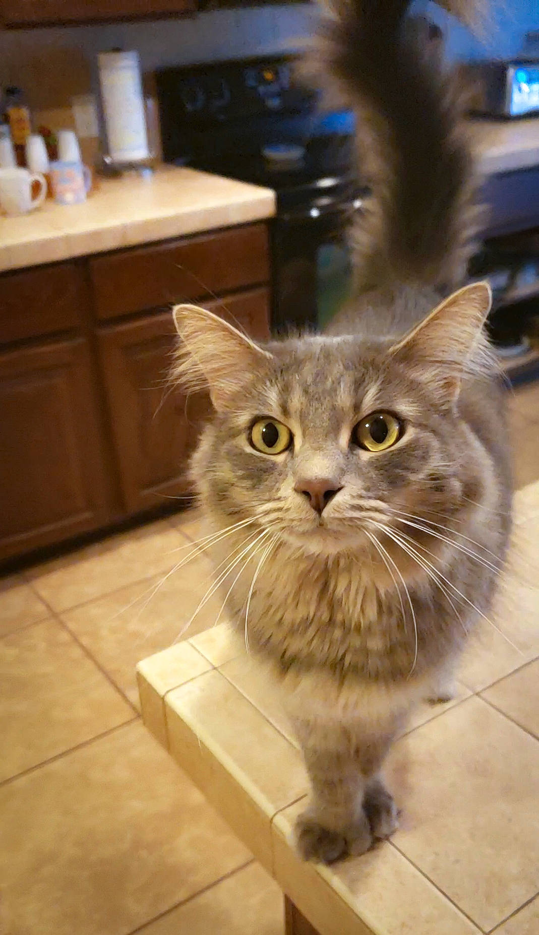 Athena joined the competition — help win amazing prizes! american_curl, asian, asian_semi_longhair, british_semi_longhair, carnivore, cat, domestic_long_haired_cat, domestic_short_haired_cat, european_shorthair, fawn, felidae, maine_coon, mammal, norwegian_forest_cat, ragamuffin, siberian, small_to_medium_sized_cats, tabby_cat, vertebrate, whiskers