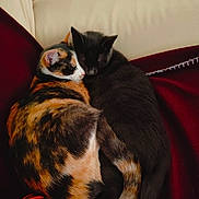 Athéna Et Plume participe au concours pour gagner de l'argent avec cette photo : abyssinian, animal, architecture, armchair, building, cat, chair, couch, cushion, furniture, homedecor, indoors, kitten, livingroom, manx, person, pet, room, siamese, sleeping