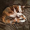 animal, bed, blanket, cat, cozy, curled_up, cute, domestic_animal, feline, fur, indoor, paw, peaceful, pet, relaxation, resting, sleeping, soft, tabby, whiskers