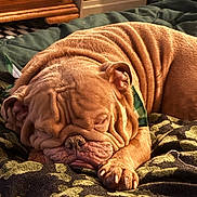 Nugget is registered to the contest to win money with this photo: dog, bulldog, sleeping, wrinkled, pet, paw, blanket, bed, cozy, indoor, nose, snout, closeup, brown, furniture, dresser, relaxed, mammal, portrait, domestic