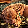 dog, bulldog, sleeping, wrinkled, pet, paw, blanket, bed, cozy, indoor, nose, snout, closeup, brown, furniture, dresser, relaxed, mammal, portrait, domestic