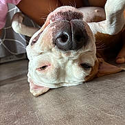 Nana participe au concours pour gagner de l'argent avec cette photo : dog, pet, canine, close_up, upside_down, funny, goofy, nose, snout, whiskers, floppy_ears, sleepy, eyes, paws, white_fur, short_hair, indoors, couch, portrait, humorous