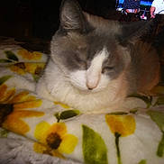 Dude joined the competition — help win amazing prizes! cat, sleeping, blanket, sunflower, flower_pattern, indoor, pet, feline, resting, cozy, gray_fur, white_fur, television, people, dim_lighting, blurred, furniture, living_room, animal, domestic