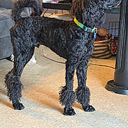 Onyx is registered to the contest to win money with this photo: animal, basket, black_dog, canine, collar, curly_fur, dog, domestic, floor, fur, furniture, household, indoor, leash, legs, pet, poodle, standing, tail, toy