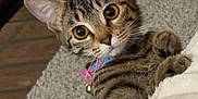 Roxy is registered to the contest to win money with this photo: cat, tabby_cat, kitten, wide_eyes, whiskers, collar, bell, paw, fur, striped_fur, carpet, blanket, indoors, closeup, portrait, looking_at_camera, curious, playful, domestic_pet, cozy