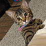 Roxy is registered to the contest to win money with this photo: cat, tabby_cat, kitten, wide_eyes, whiskers, collar, bell, paw, fur, striped_fur, carpet, blanket, indoors, closeup, portrait, looking_at_camera, curious, playful, domestic_pet, cozy