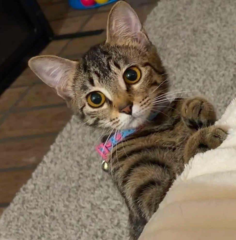 Roxy is registered to the contest to win money with this photo: cat, tabby_cat, kitten, wide_eyes, whiskers, collar, bell, paw, fur, striped_fur, carpet, blanket, indoors, closeup, portrait, looking_at_camera, curious, playful, domestic_pet, cozy