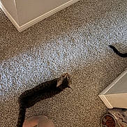 Roxy joined the competition — help win amazing prizes! cat, tabby, pet, indoor, carpet, food_bowl, water_bowl, kibble, tail, looking_up, top_down_perspective, human_leg, bare_foot, toes, collar, baseboard, wall_corner, flooring, home_interior, curiosity