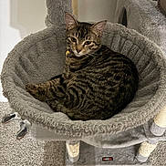 Roxy joined the competition — help win amazing prizes! cat, tabby_cat, pet, feline, cat_tree, plush_bed, gray, carpet, indoor, whiskers, ears, collar, bell, scratching_post, relaxed, resting, looking_at_camera, striped_fur, cozy, perch