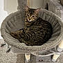 cat, tabby_cat, pet, feline, cat_tree, plush_bed, gray, carpet, indoor, whiskers, ears, collar, bell, scratching_post, relaxed, resting, looking_at_camera, striped_fur, cozy, perch