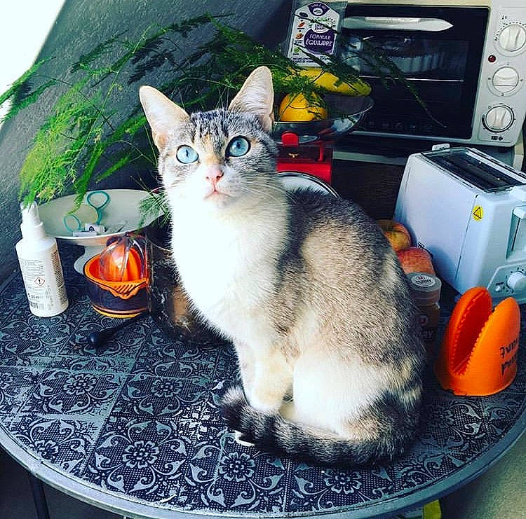 Manzana a rejoint le concours — aidez-le/la à gagner de superbes lots ! aegean_cat, american_wirehair, asian, carnivore, cat, domestic_short_haired_cat, european_shorthair, eye, felidae, kitten, polydactyl_cat, refrigerator, small_to_medium_sized_cats, square, tabby_cat, tail, whiskers