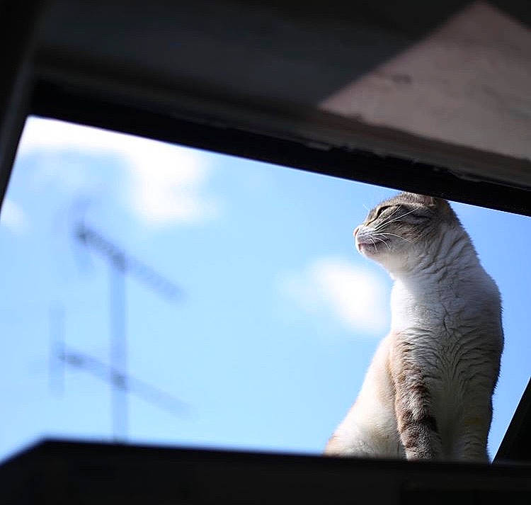 Manzana a rejoint le concours — aidez-le/la à gagner de superbes lots ! burmilla, carnivore, cat, felidae, fur, photography, scottish_fold, sky, small_to_medium_sized_cats, whiskers, window